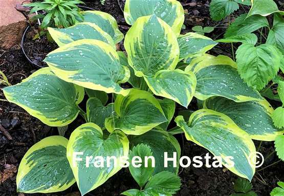 Hosta Brass Ring